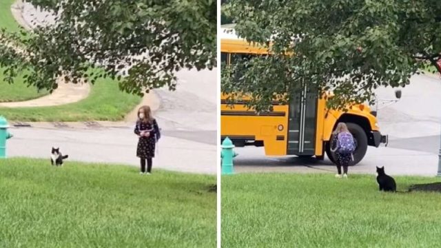 Gato rescatado lleva niña tomar autobus escolar