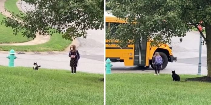 Gato rescatado lleva niña tomar autobus escolar