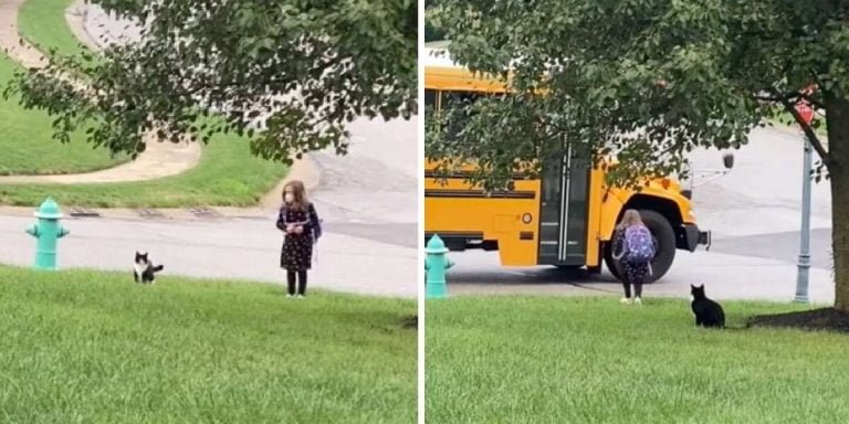 Gato rescatado lleva a su pequeña niña al autobús escolar todos los días