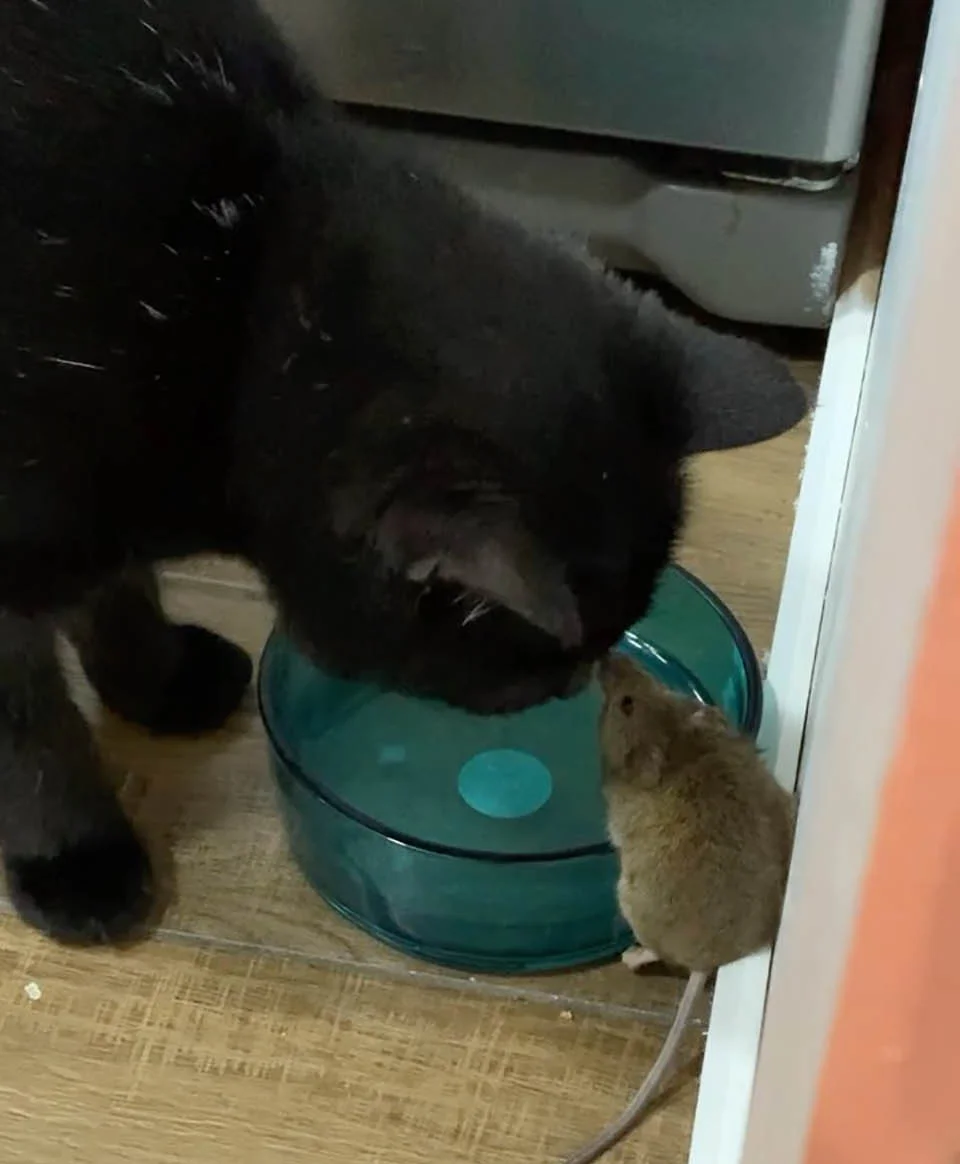 Gato se hizo amigo de un ratón que se suponía debía atrapar 3 Gato se hace amigo ratón