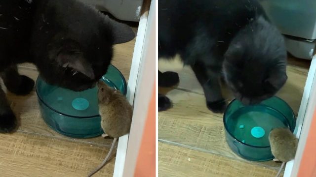 Gato se hizo amigo de un ratón