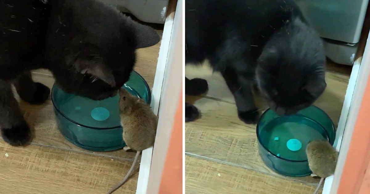 Gato se hizo amigo de un ratón