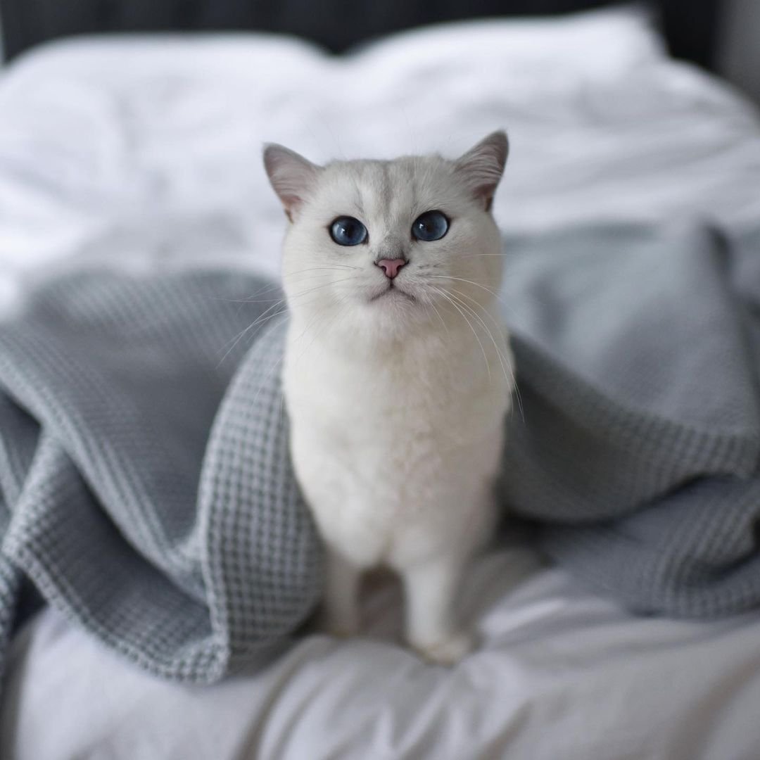 Hermoso gato de ojos azules