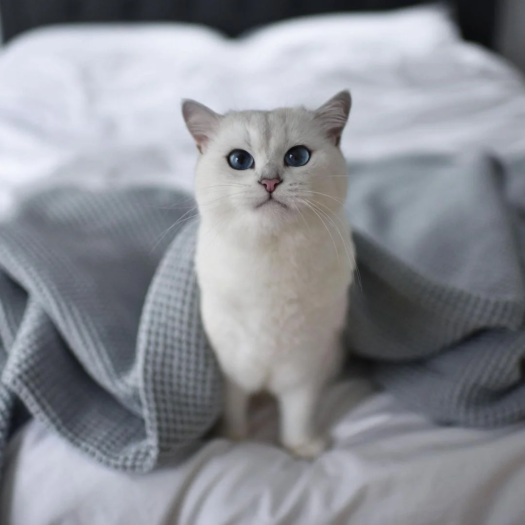 Gato enamora a todos con sus penetrantes ojos azules 1 Hermoso gato de ojos azules