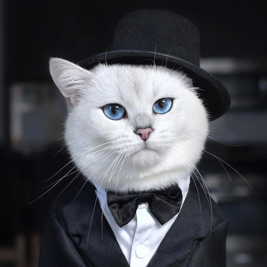 Gato enamora a todos con sus penetrantes ojos azules 3 Hermoso gato de traje