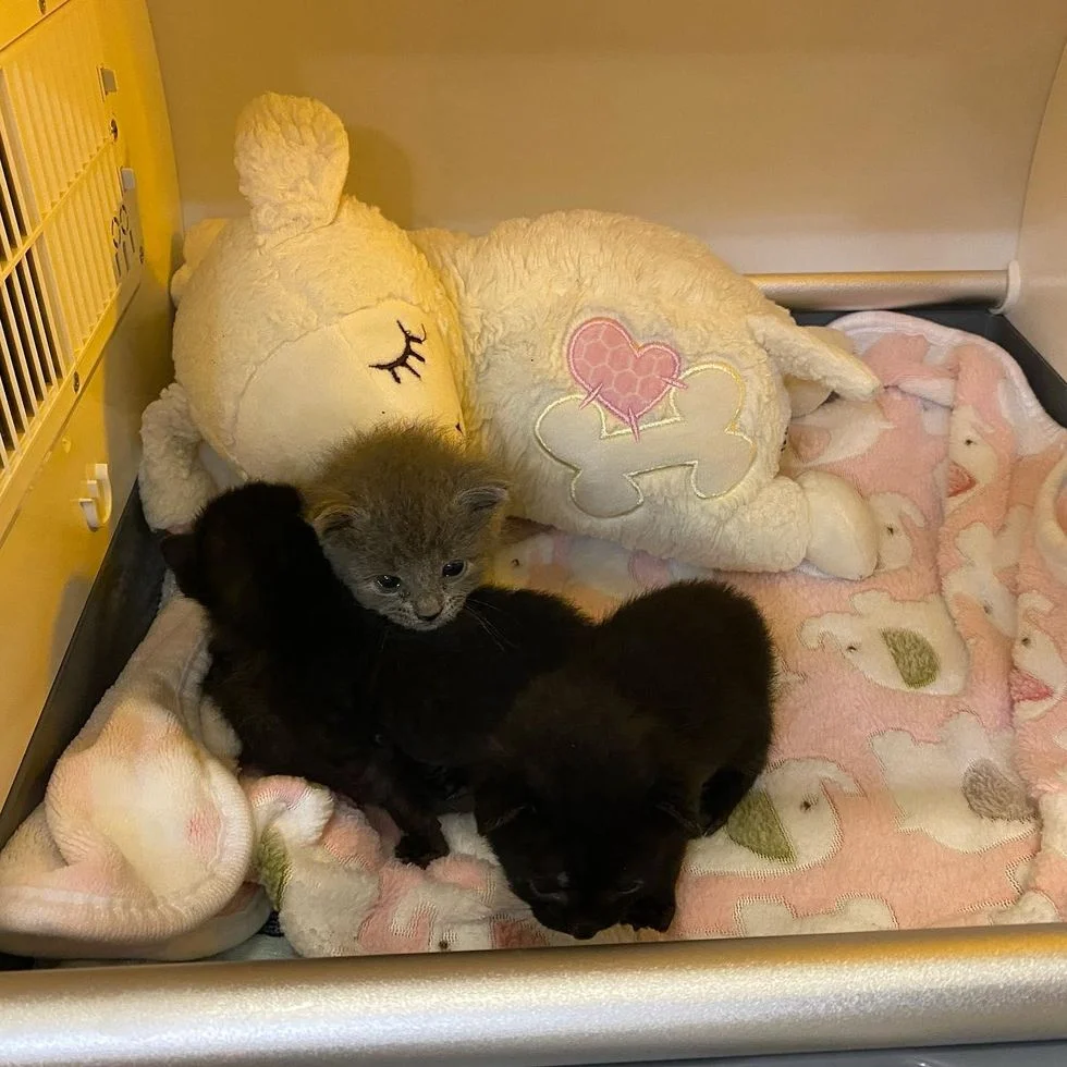 Hermosos felinos en su camita