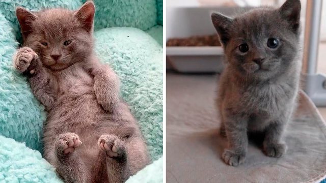 Mujer fue a un refugio por 3 gatitos, pero no pudo dejar a este pequeño