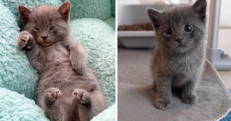 Mujer fue a un refugio por 3 gatitos, pero no pudo dejar a este pequeño