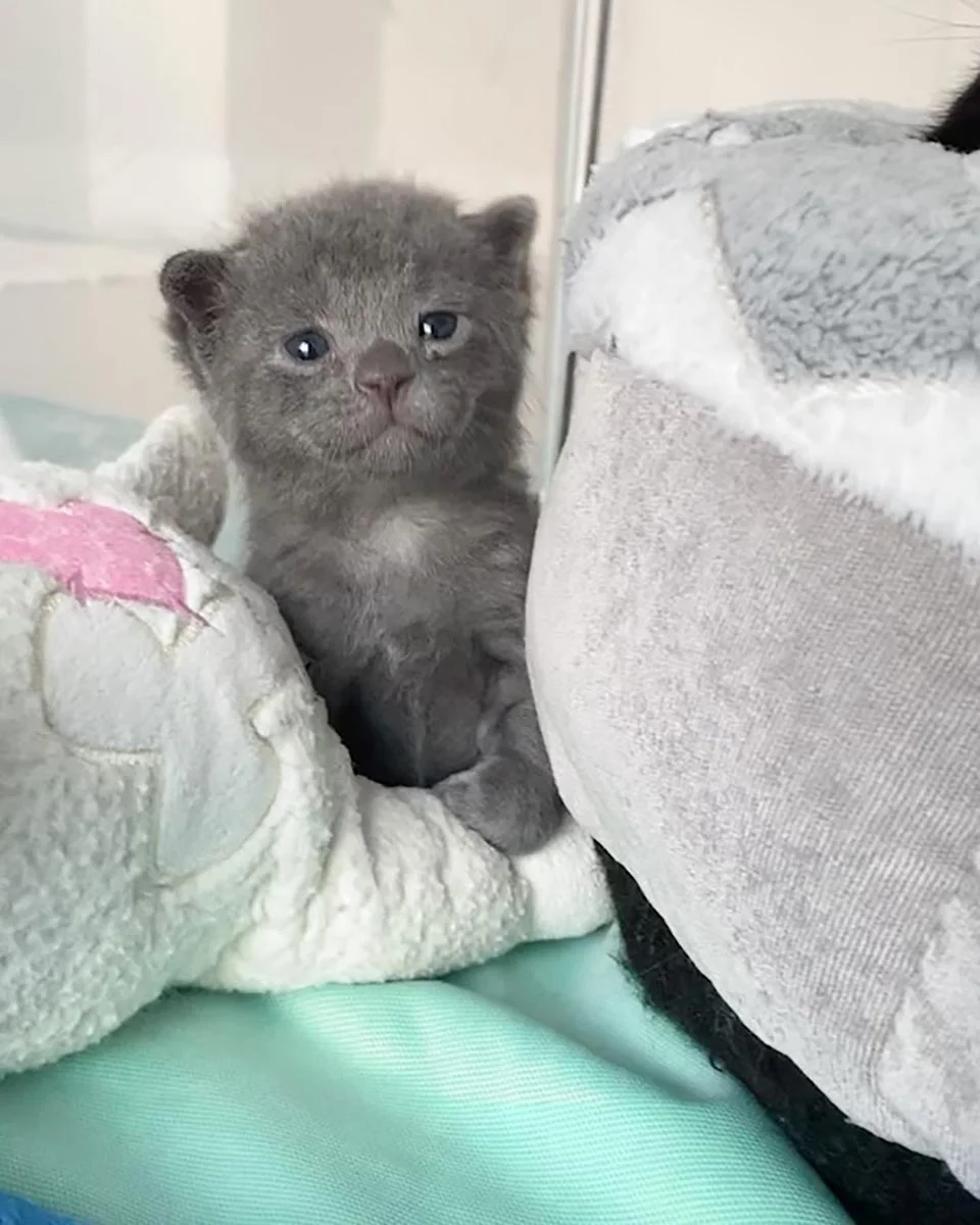 Mujer fue a un refugio por 3 gatitos