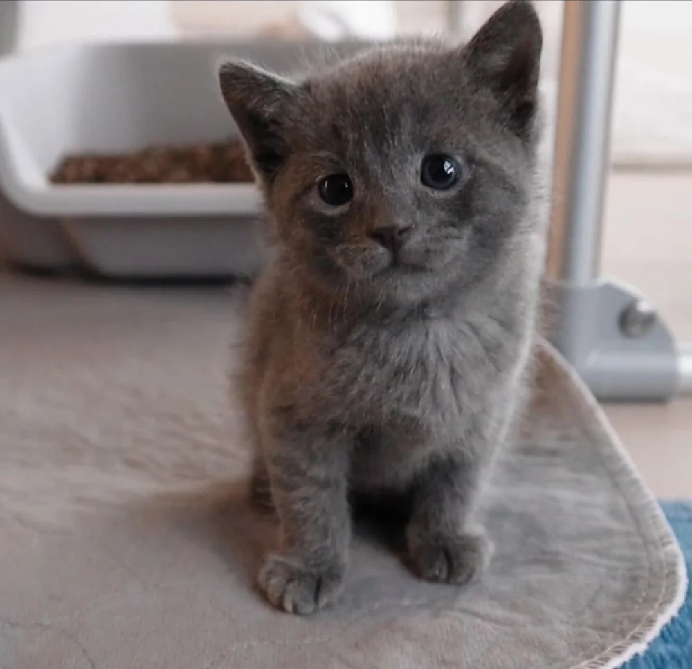 Pequeño gatito esponjoso