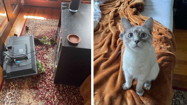 Pequeño gato de alguna manera causó más destrucción de lo que cualquiera pensó que era posible