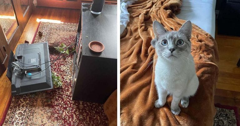 Pequeño gato de alguna manera causó más destrucción de lo que cualquiera pensó que era posible