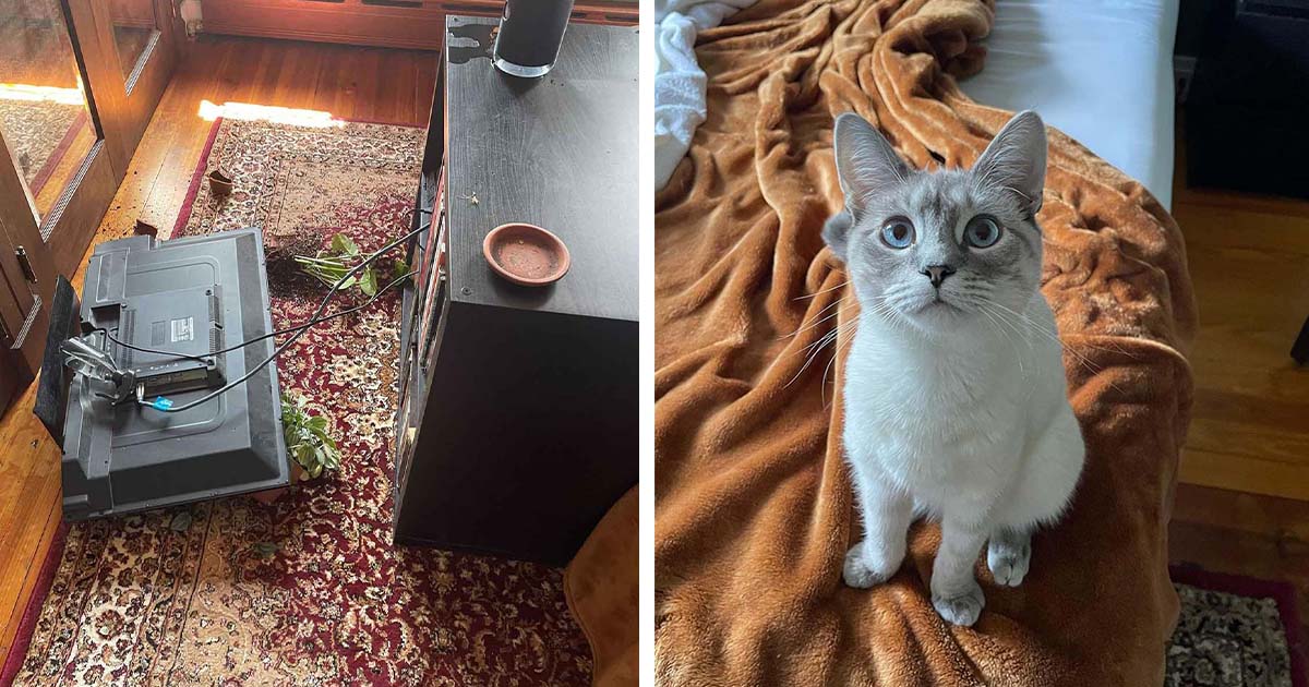 Pequeño gato de alguna manera causó más destrucción de lo que cualquiera pensó que era posible
