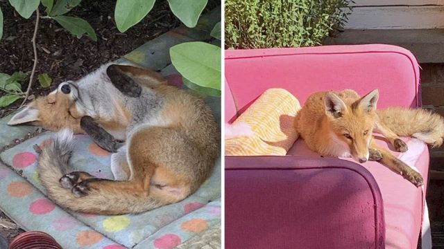 Pequeño zorro descubre jardin mujer
