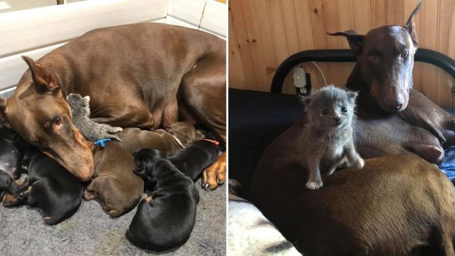 Perrita adopta gatita recién nacida