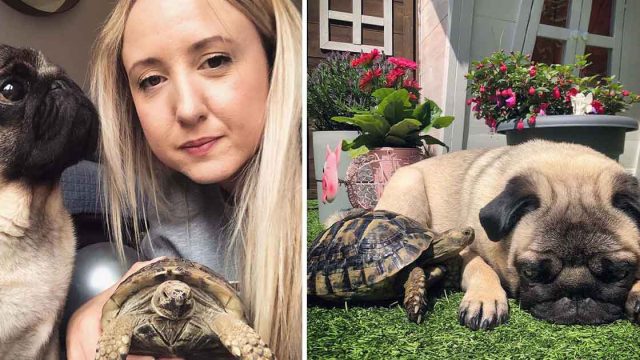 Pug y una tortuga son los mejores amigos y les encanta descansar juntos bajo el sol