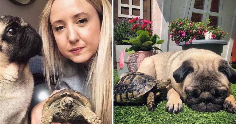 Pug y una tortuga son los mejores amigos y les encanta descansar juntos bajo el sol
