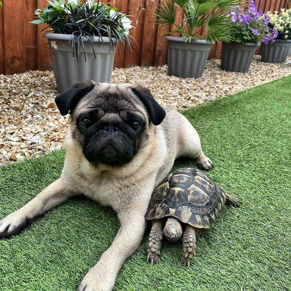 Pug y una tortuga son los mejores amigos