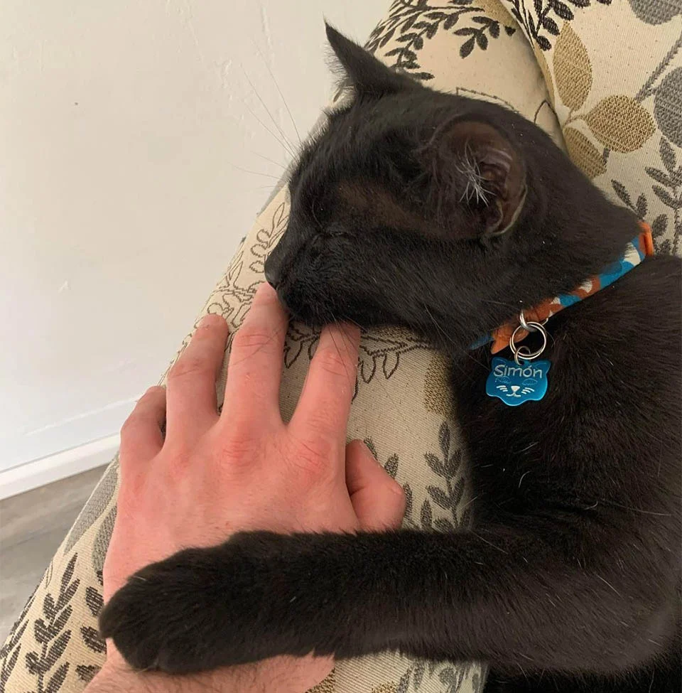 Gato se hizo amigo de un ratón que se suponía debía atrapar 4 Simón relajado