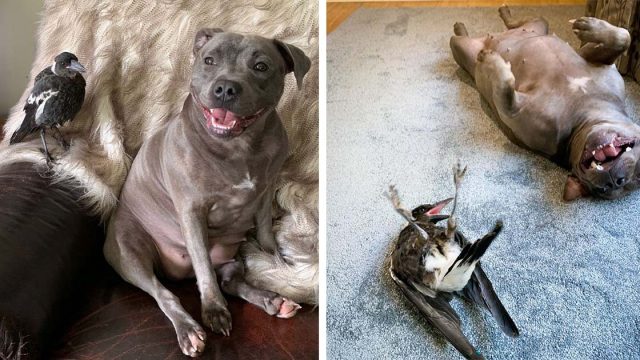 Urraca rescatada quiere a esta perrita como si fuera su madre