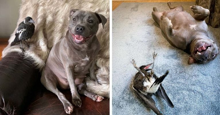 Urraca rescatada quiere a esta perrita como si fuera su madre