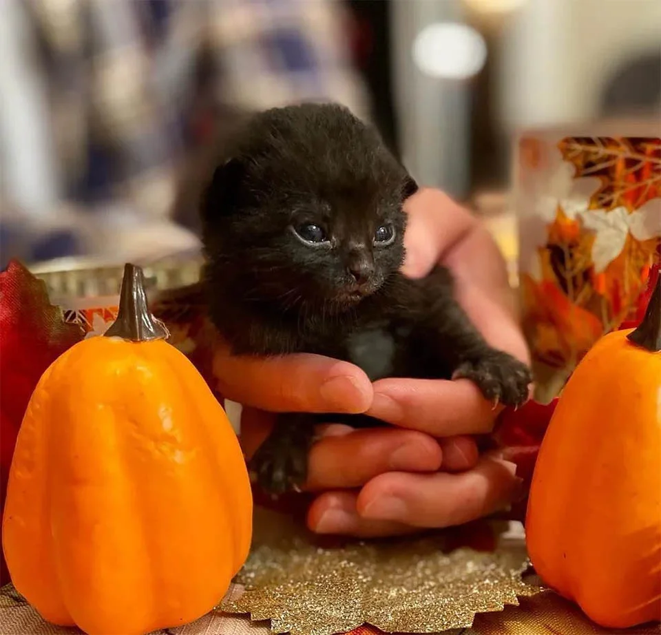 Adorable Plutón