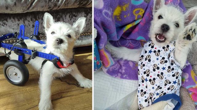 Cachorro paralizado finalmente puede salir a caminar después de recibir una silla de ruedas