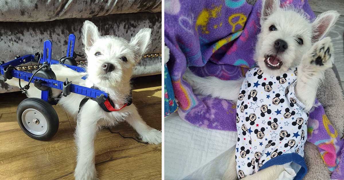 Cachorro paralizado finalmente puede salir a caminar después de recibir una silla de ruedas