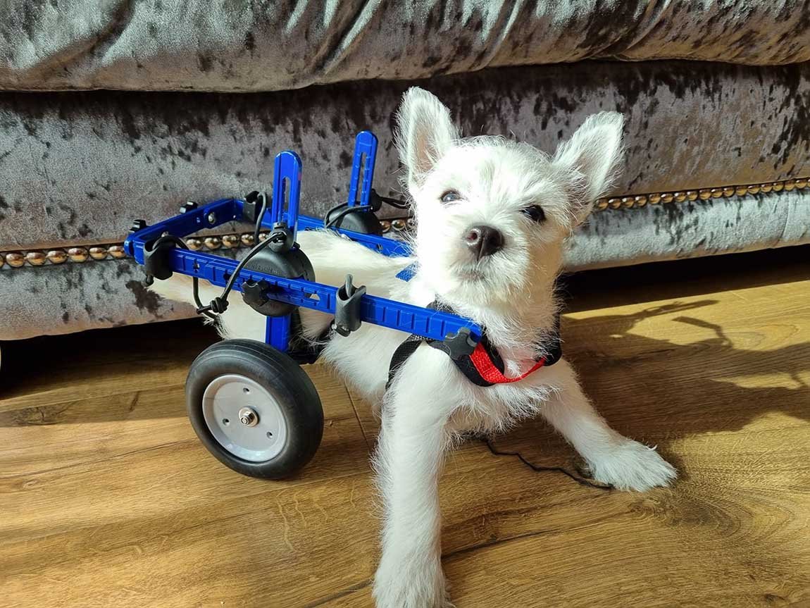 Cachorro paralizado finalmente puede salir a caminar