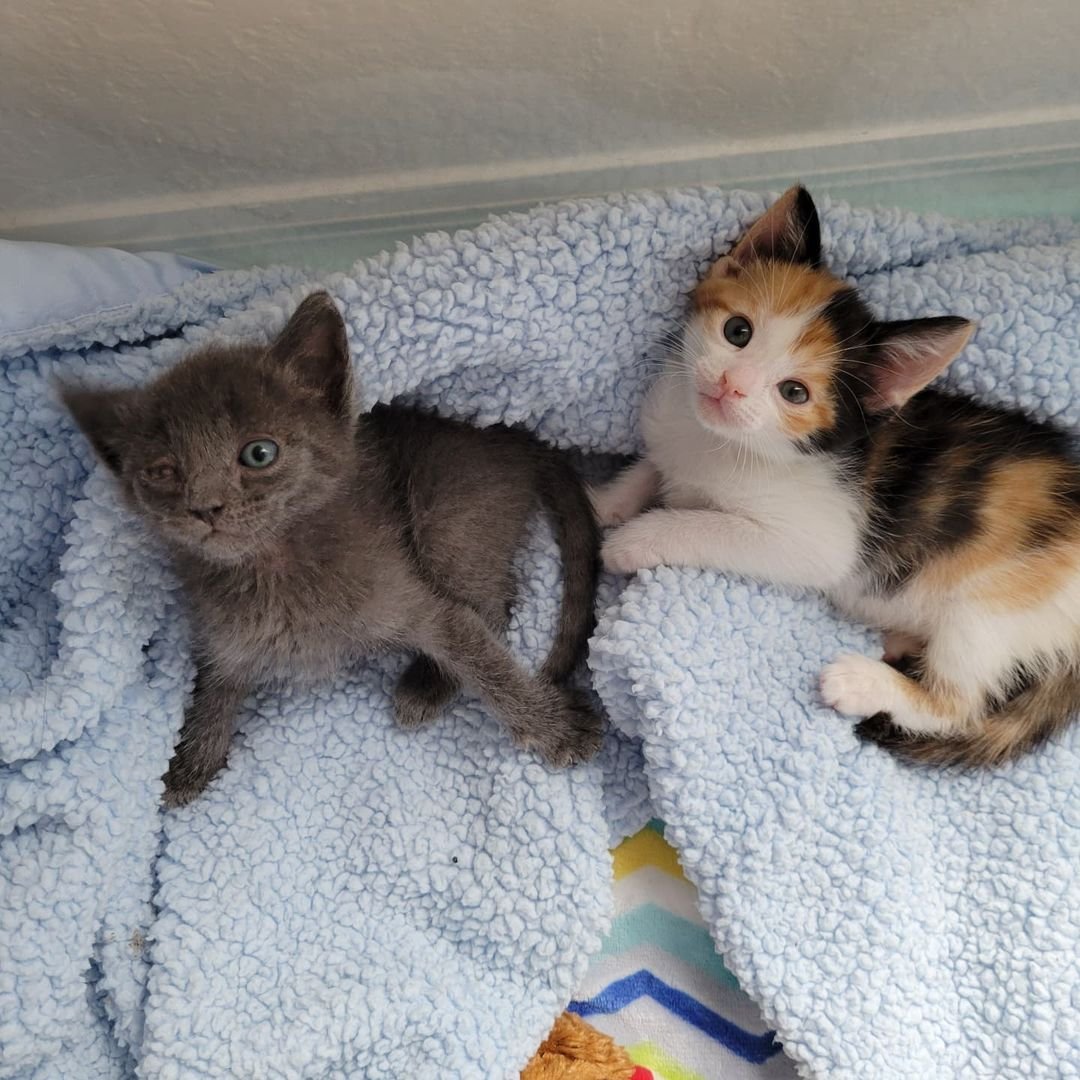Gatita deambula por el patio en busca de ayuda y cambia su vida, haciéndose amiga de otro gatito 5 Dos pequeños gatitos