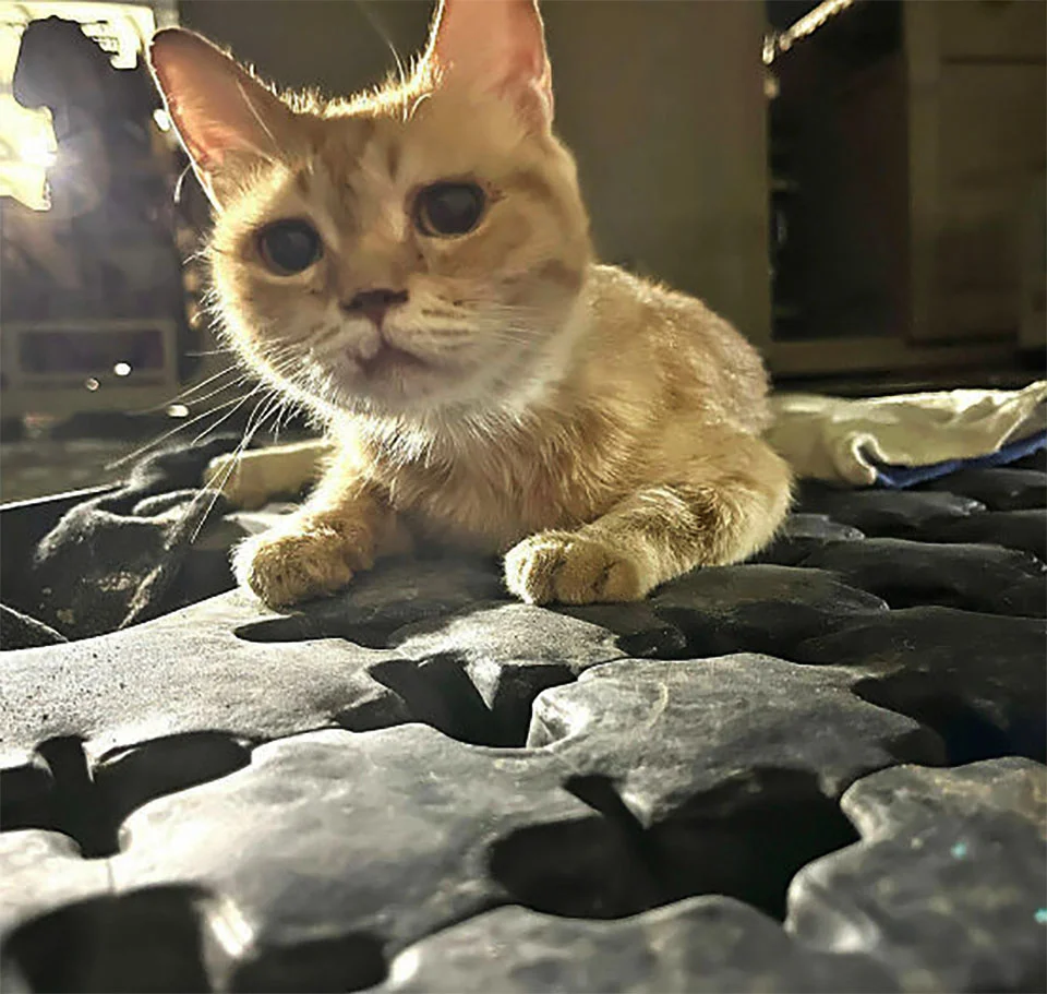 Gata a la que llamaron 'Sargento Bigotes' reconforta soldados junto a sus dos gatitos 1 Gata Sargento Bigotes