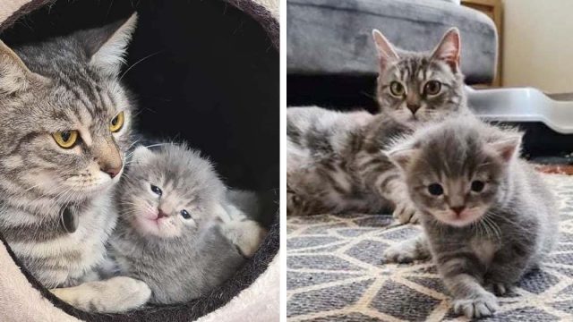 Gata le da amor incondicional a su único gatito después de ser encontrada afuera