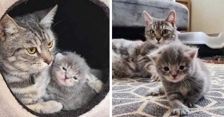 Gata le da amor incondicional a su único gatito después de ser encontrada afuera