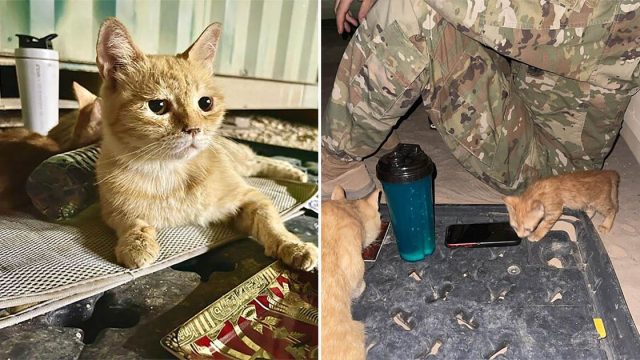 Gata que llamaron 'Sargento Bigotes'