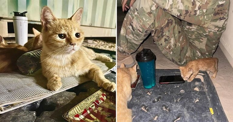 Gata a la que llamaron ‘Sargento Bigotes’ reconforta soldados junto a sus dos gatitos