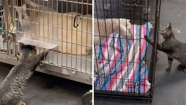 Gata que 'trabaja' en un hospital