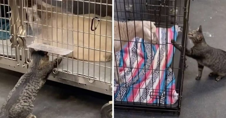Gatita que ‘trabaja’ en un hospital de animales insiste en acariciar a todos los pacientes