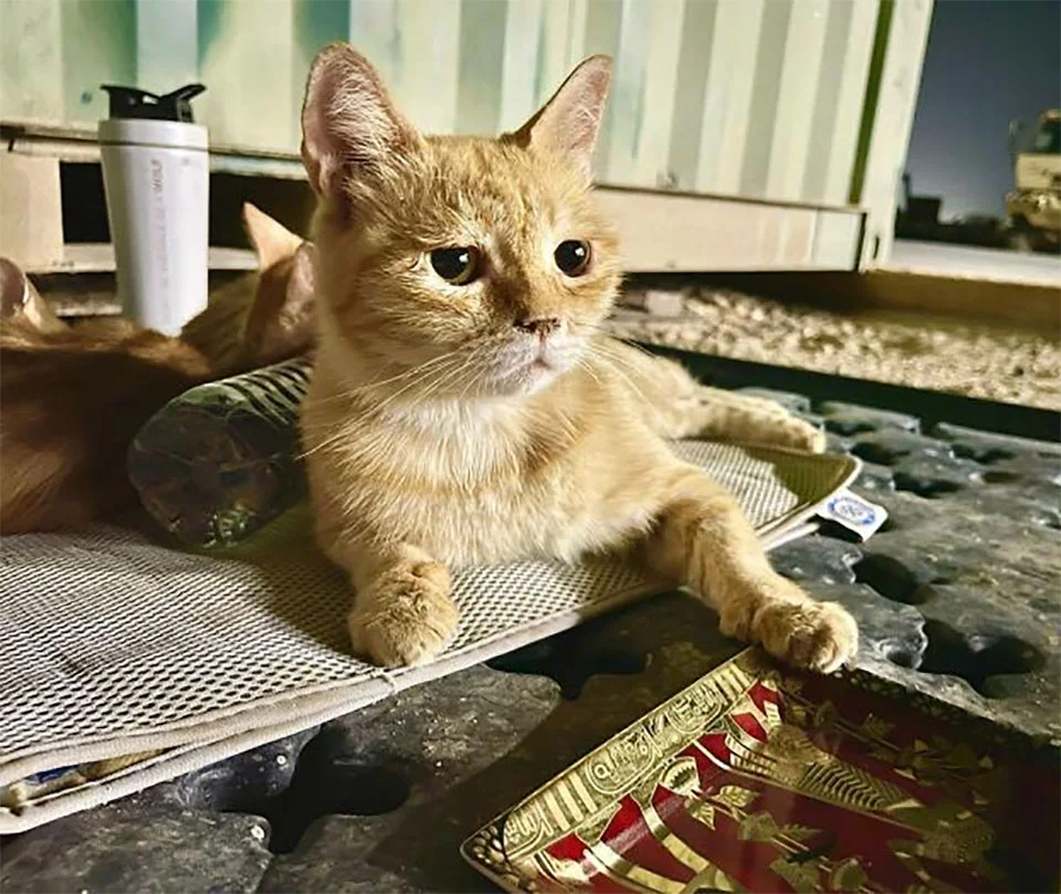 Gata a la que llamaron 'Sargento Bigotes' reconforta soldados junto a sus dos gatitos 3 Gata rescatada Sargento Bigotes