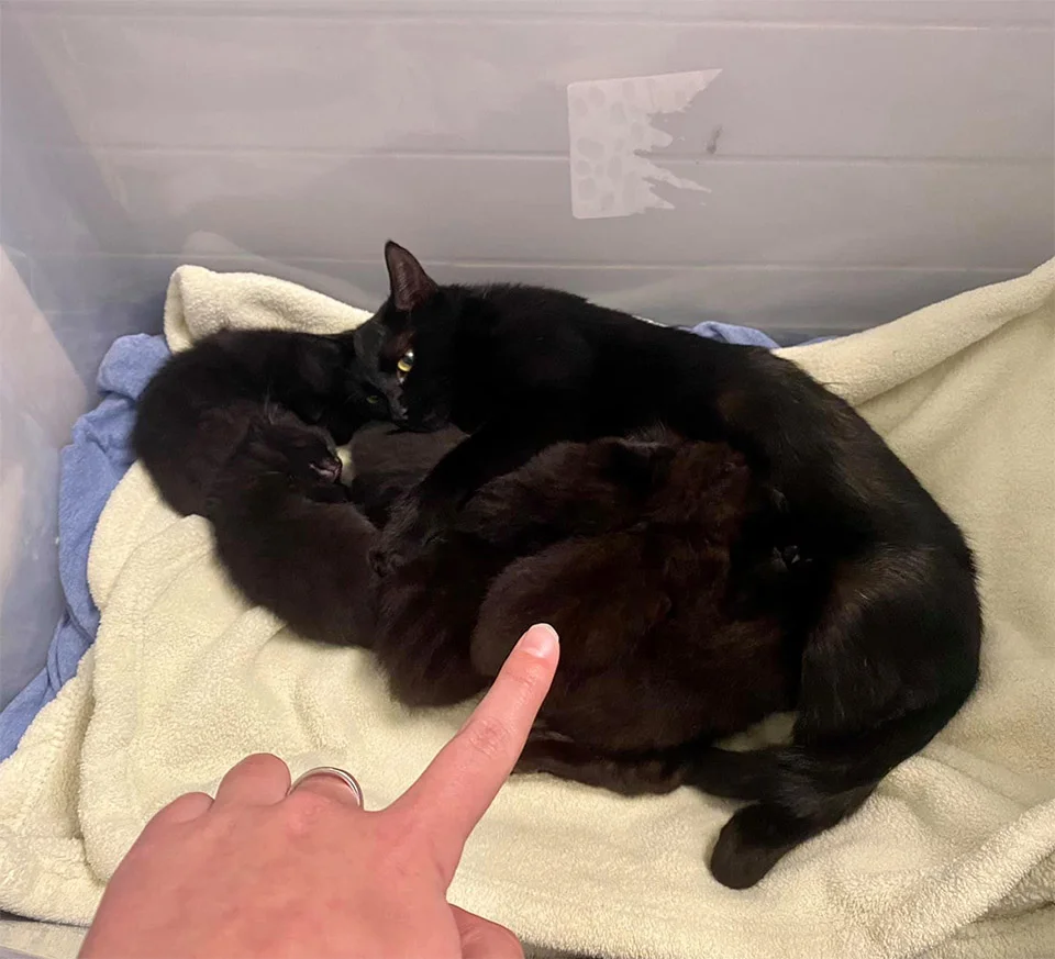 Gata se acerca a gatito
