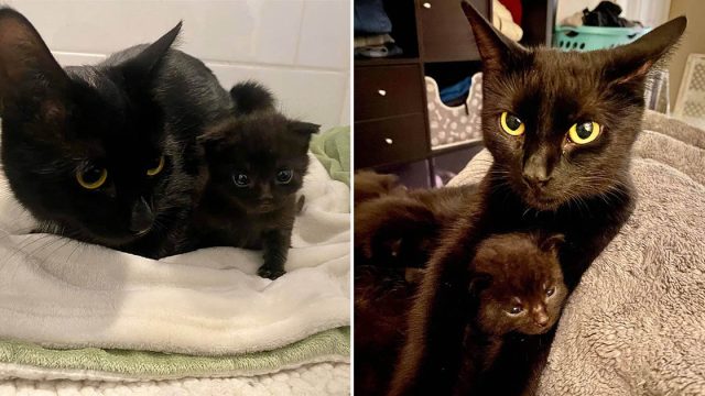 Gata se acerca a un gatito solitario