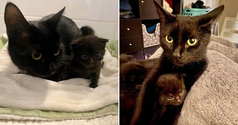 Gata se acerca a un gatito solitario, y comenzó a criarlo junto a los suyos