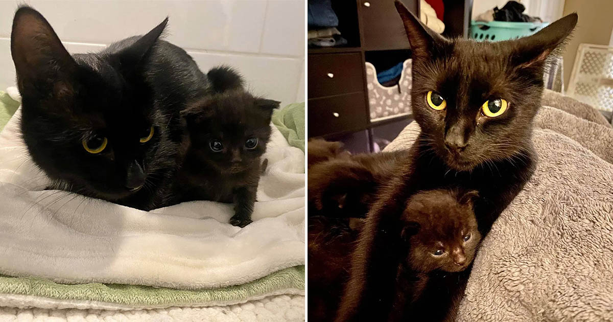 Gata se acerca a un gatito solitario