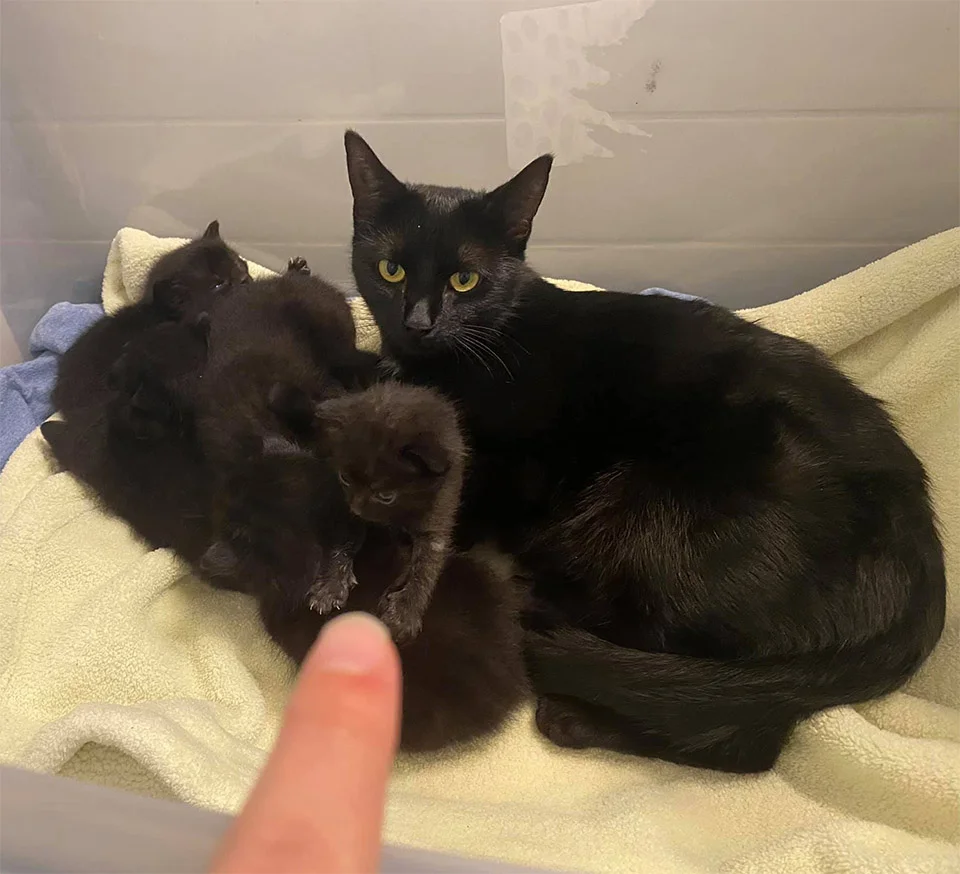 Gata se acerca gatito