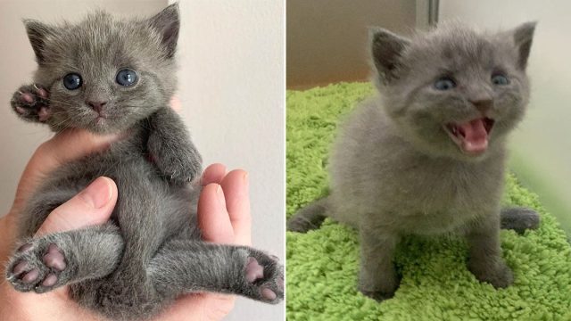 Gatita con patas extendidas hace grandes progresos