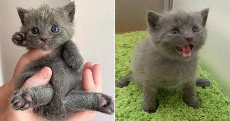 Gatita con patas extendidas hace grandes progresos en semanas y se esfuerza por vivir una vida plena