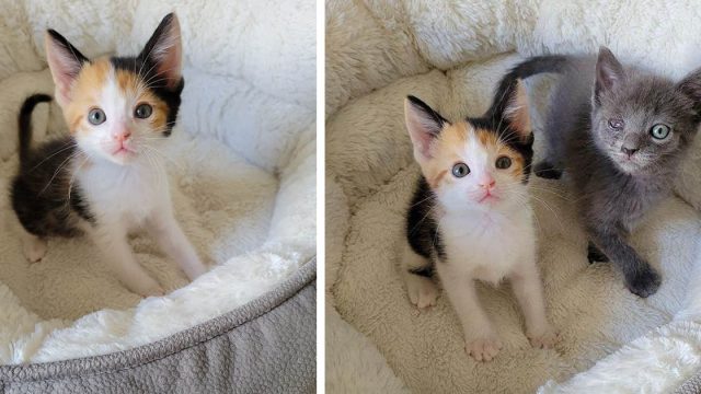 Gatita deambula por el patio en busca de ayuda y cambia su vida, haciéndose amiga de otro gatito