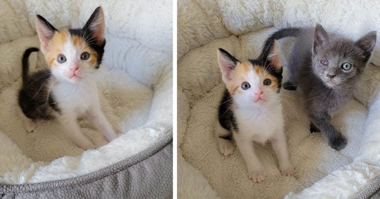Gatita deambula por el patio en busca de ayuda y cambia su vida, haciéndose amiga de otro gatito
