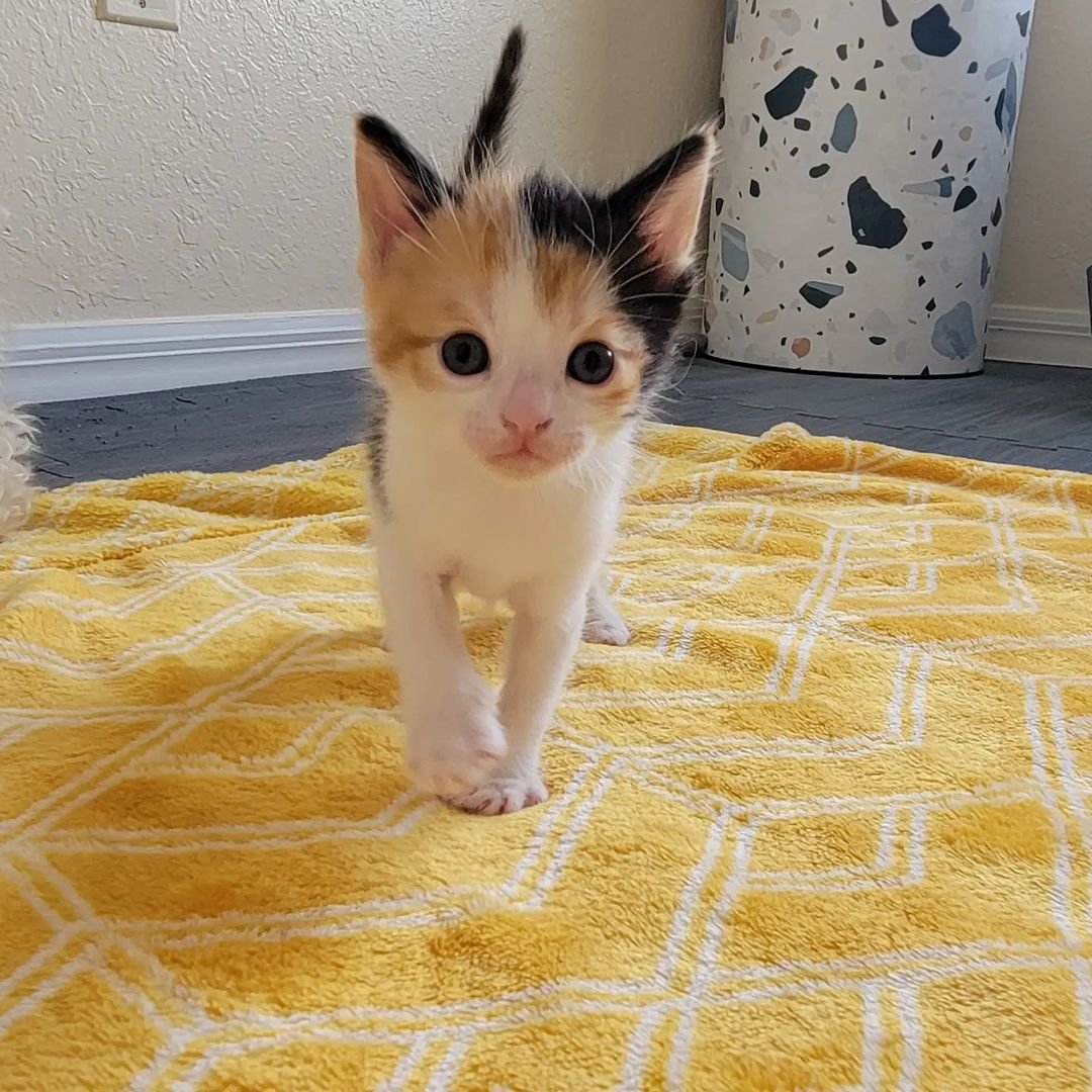 Gatita deambula por el patio en busca de ayuda y cambia su vida, haciéndose amiga de otro gatito 3 Gatita deambula por el patio en busca de ayuda