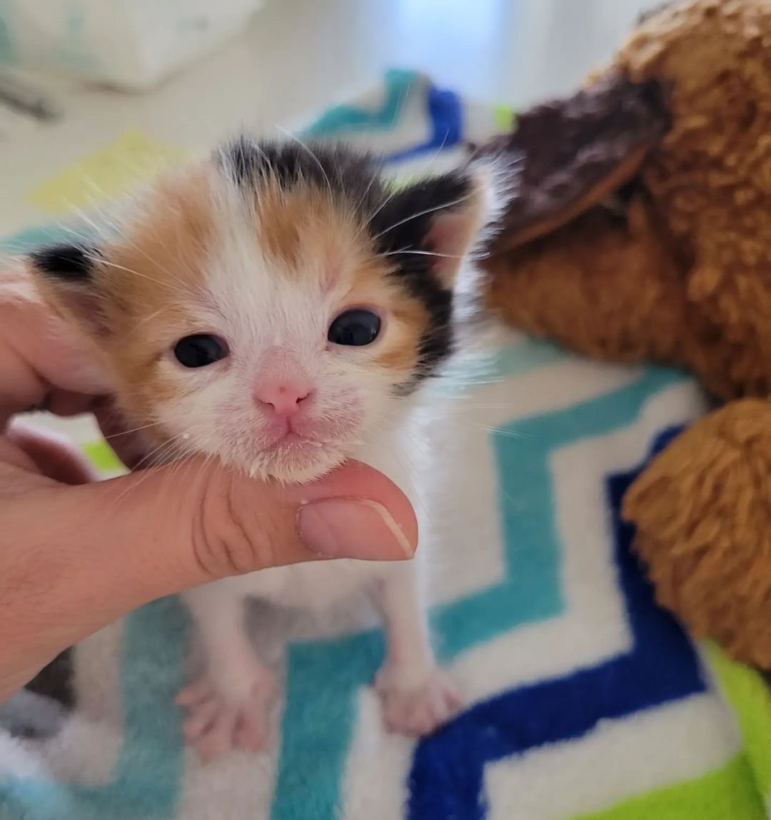 Gatita deambula por el patio en busca de ayuda y cambia su vida, haciéndose amiga de otro gatito 2 Gatita rescatada