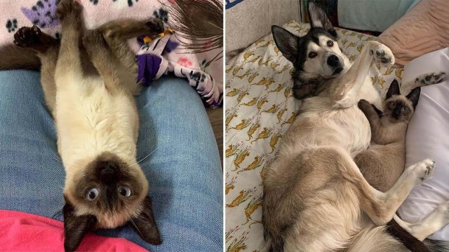 Gatita se encuentra a una perrita